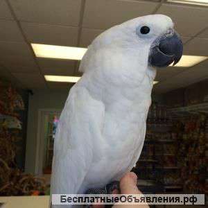 Женский какаду, чтобы дать любящей семье