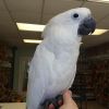 Женский какаду, чтобы дать любящей семье