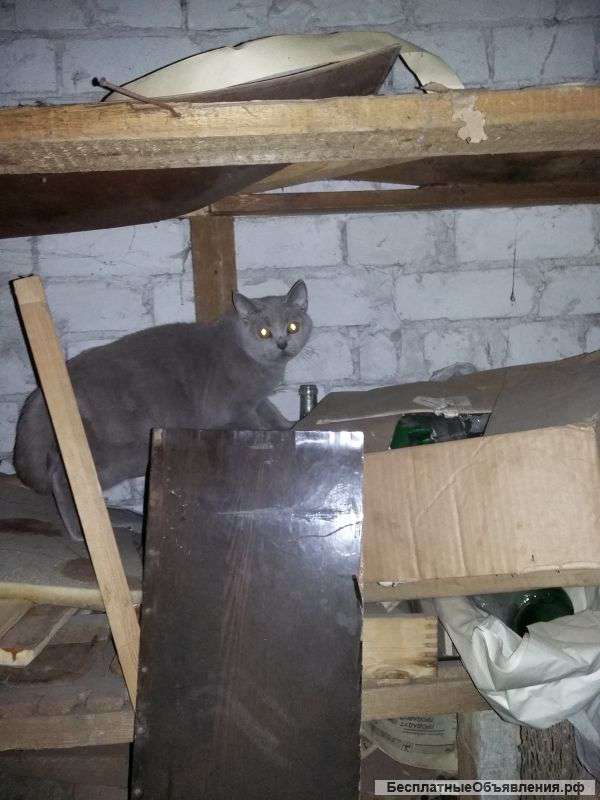 Найдена кошечка