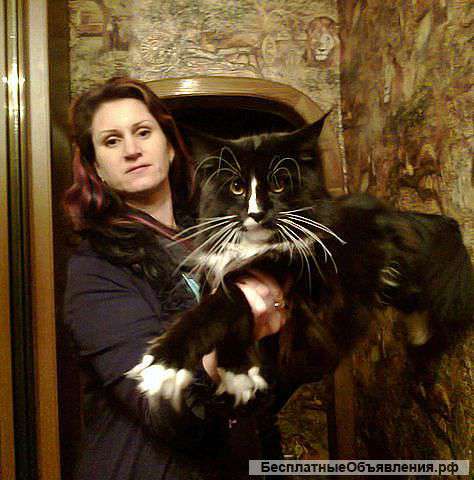 Котята самой крупной породы кошек-МЕЙН КУН