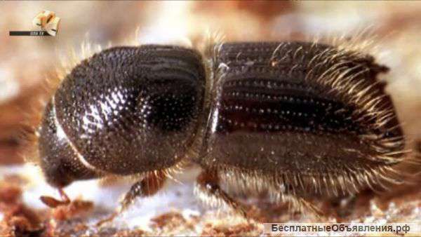 Профессиональное выведение жуков, короедов, усачей