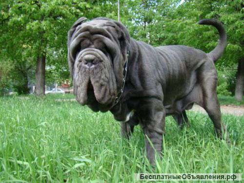 Мастино наполетано кобель для вязки