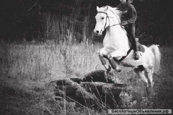 Лошадь. Чистый Араб