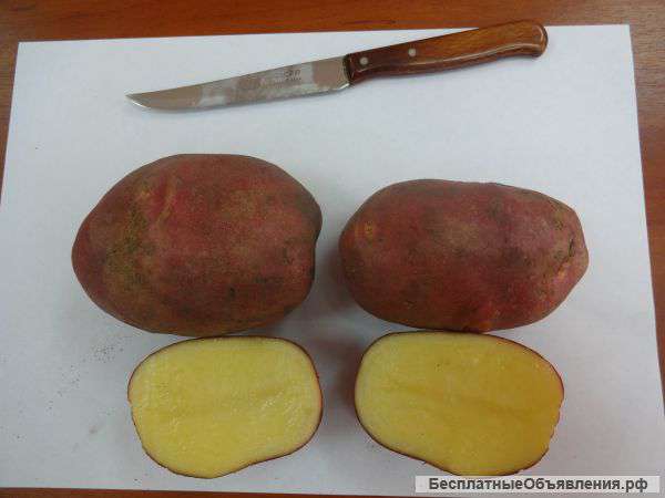 Картофель разных сортов