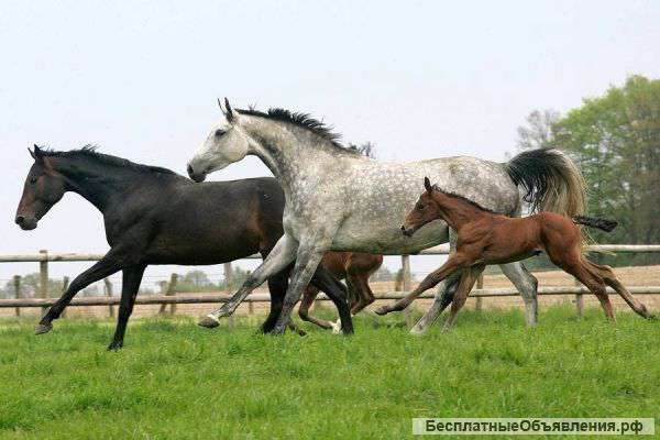 Спортивные Лошади из Германии