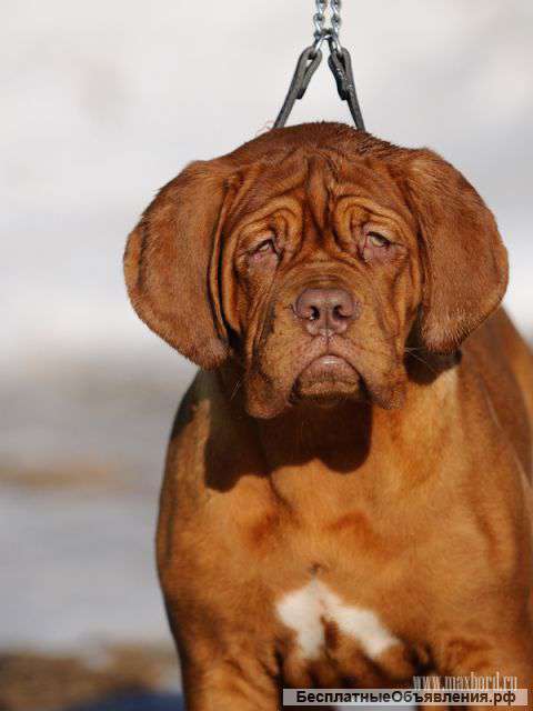 Щенок Бордоского дога