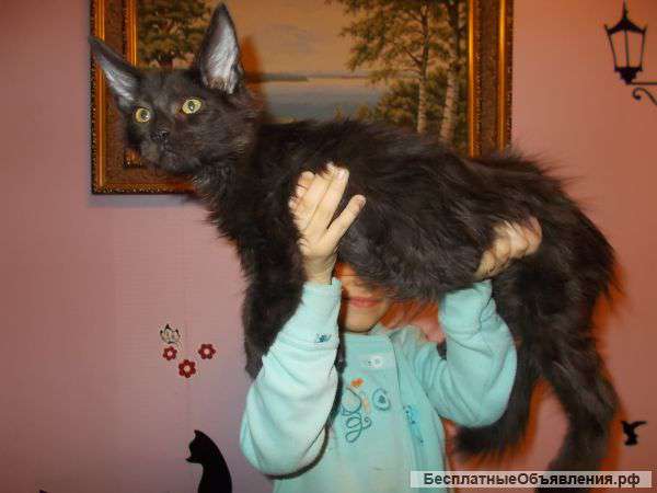 Котята мейн-кун чёрные,рыжие,лесные(с док-ми)