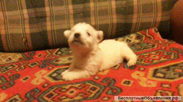 Щенки вест хайленд вайт терьера