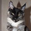 Котенок мейн-кун в вашем доме