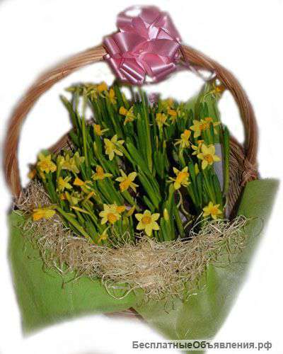 Корзина из горшечных нарциссов