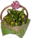 Корзина из горшечных нарциссов