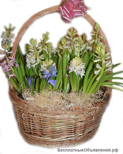 Корзина из 35 гиацинтов луковиц горшечных