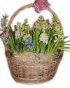 Корзина из 35 гиацинтов луковиц горшечных
