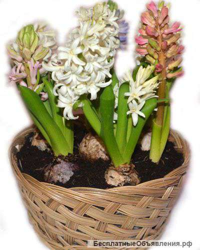 Гиацинт в корзине 5 штук