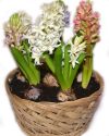Гиацинт в корзине 5 штук