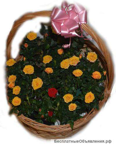 Корзина из горшечных роз мини
