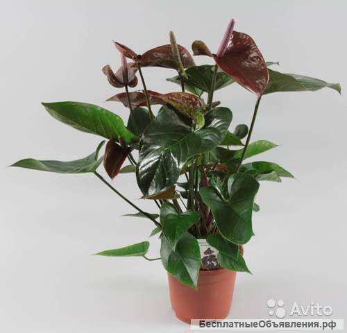 Антуриум коричневый (шоколадный)