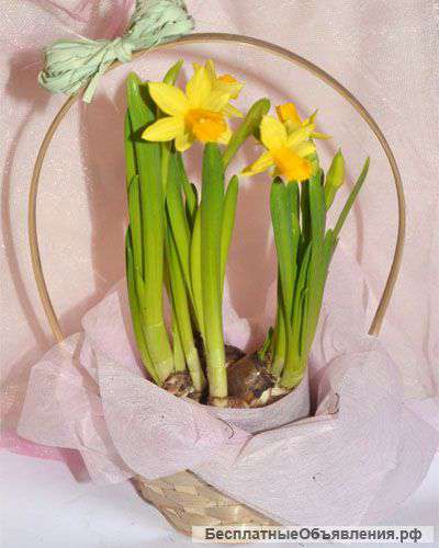 Нарциссы в корзине доставка по Москве
