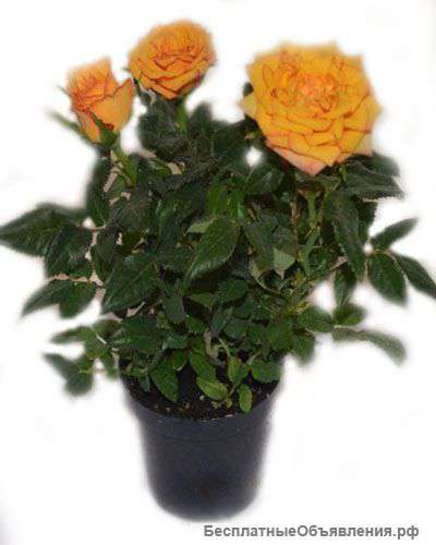 Розы мини 10 см высота и 6 см диаметр горшка