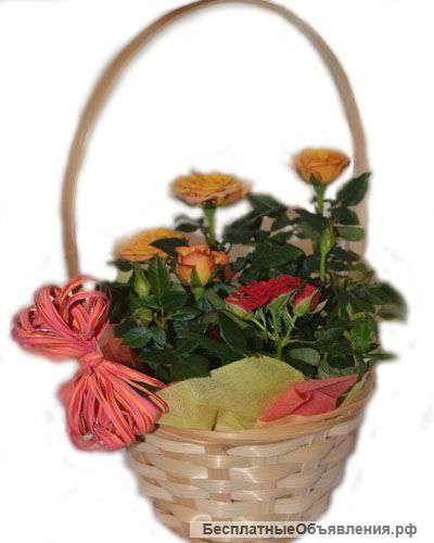 Розы мини в горшке и корзине