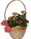 Розы мини в горшке и корзине