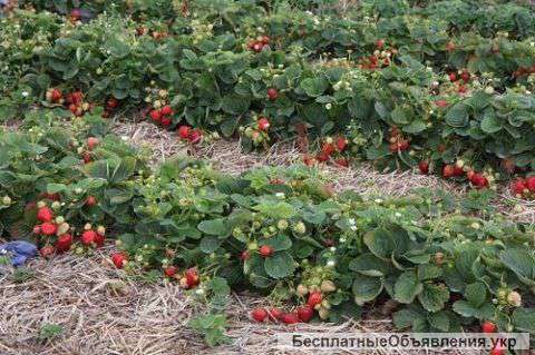 Саженцы клубники ФРИГО, смородины, малины