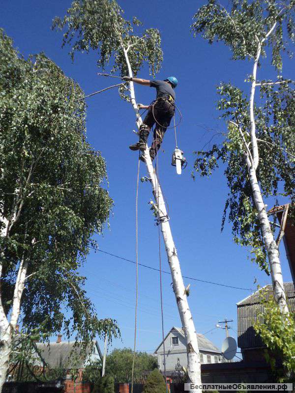 Спилить дерево в Краснодаре