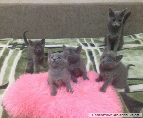 Чистокровные котятки породы Русская Голубая