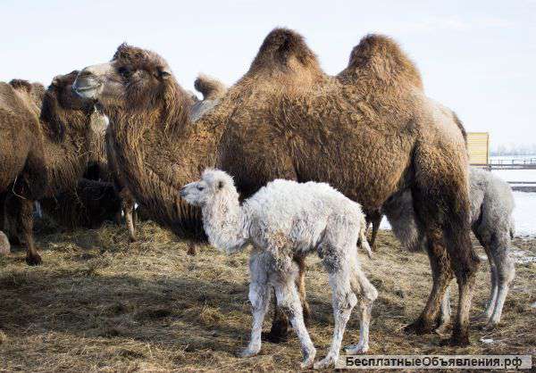 Верблюжата