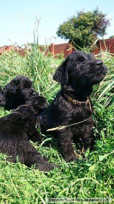 Щенки ризеншнауцера