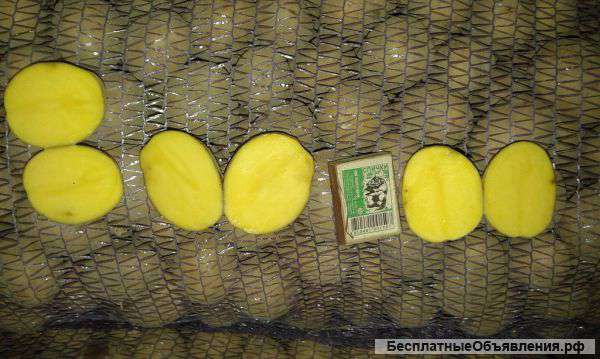 Картофель от производителя 5