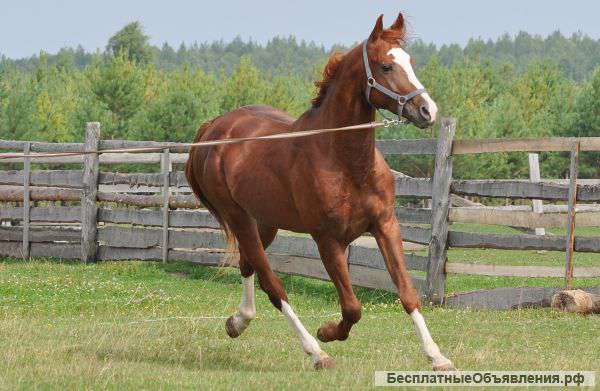 Жеребец терской породы