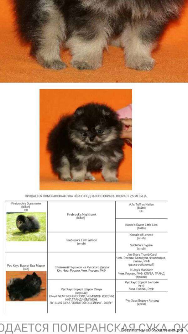 Померанский шпиц ( суки) 3 мес. питомник