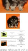 Померанский шпиц ( суки) 3 мес. питомник