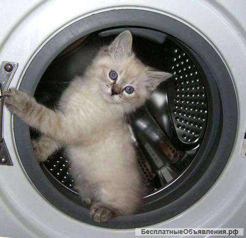 Ремонт посудомоечных машин