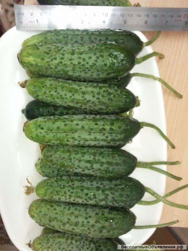 Огурцы оптом