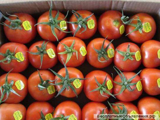 Томаты оптом