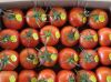 Томаты оптом