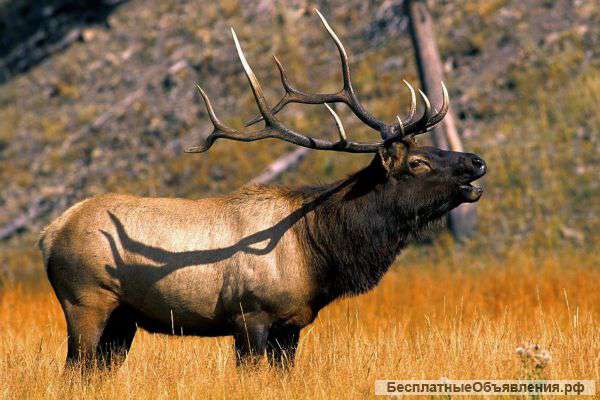 Мясо марала