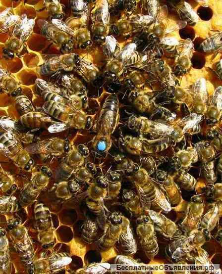 Пчелиных маток