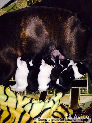 Щенки французского бульдога