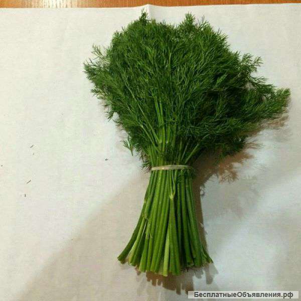 Прямые поставки зелени из Узбекистана. Скидки.