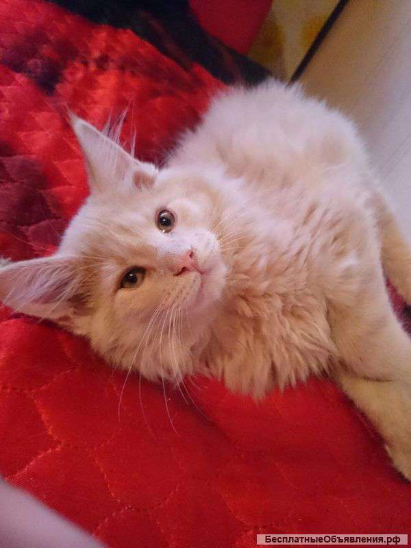 Котята мейн-кун