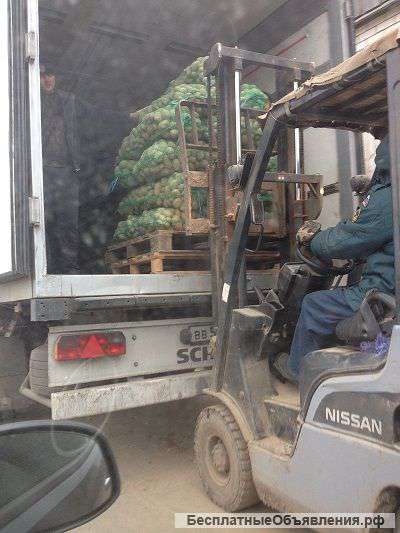 Семенной картофель