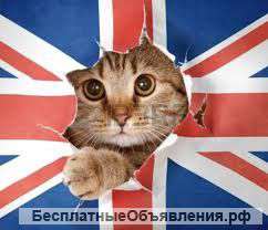 Репетитор английского языка