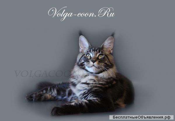 Котята породы Мейн кун