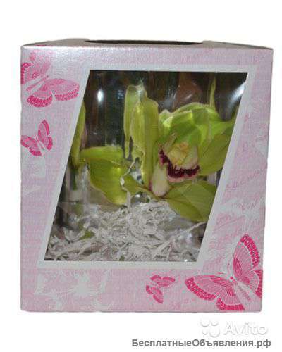 Орхидея цимбидиум в коробке