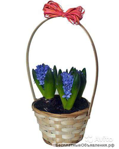 Гиацинт в корзине 3 штуки