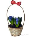 Гиацинт в корзине 3 штуки