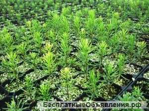 Земельные участки с саженцами в Калужской области